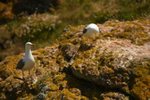 Enlarge photo 523