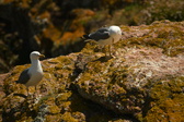 Enlarge photo 525