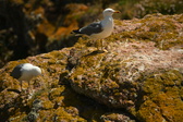 Enlarge photo 526