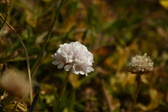Enlarge photo 555