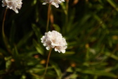 Enlarge photo 557