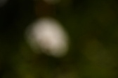 Enlarge photo 558