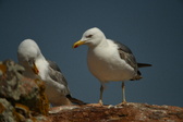 Enlarge photo 573