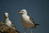 Enlarge photo 575