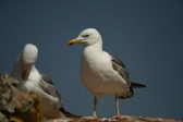 Enlarge photo 576