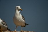Enlarge photo 577