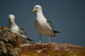 Enlarge photo 578