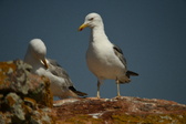 Enlarge photo 579