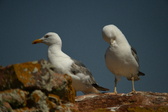 Enlarge photo 291