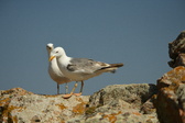 Enlarge photo 298