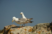 Enlarge photo 299