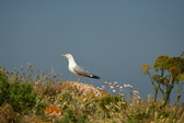 Enlarge photo 321