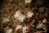Enlarge photo 327