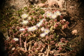 Enlarge photo 333