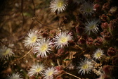 Enlarge photo 336