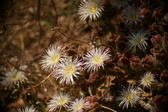 Enlarge photo 337