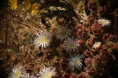 Enlarge photo 338