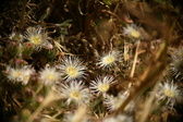 Enlarge photo 339