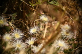 Enlarge photo 340