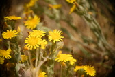 Enlarge photo 341