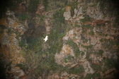 Enlarge photo 354