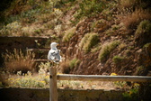 Enlarge photo 368