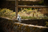 Enlarge photo 369