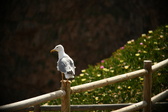 Enlarge photo 279