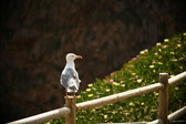 Enlarge photo 280