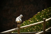 Enlarge photo 285