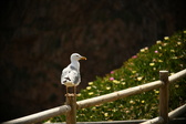 Enlarge photo 286