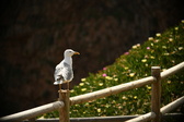 Enlarge photo 287