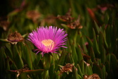 Enlarge photo 290