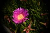 Enlarge photo 33