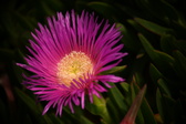 Enlarge photo 35