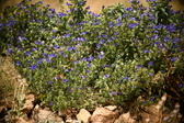 Enlarge photo 54