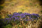 Enlarge photo 59