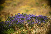 Enlarge photo 60