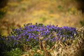 Enlarge photo 61