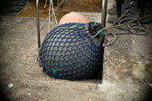 Enlarge photo 134