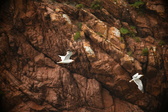 Enlarge photo 175