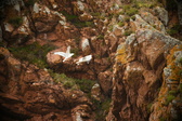 Enlarge photo 177