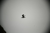 Enlarge photo 181