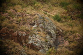 Enlarge photo 190