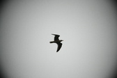 Enlarge photo 204