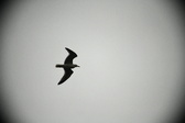Enlarge photo 205
