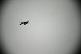 Enlarge photo 207