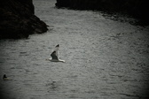Enlarge photo 212