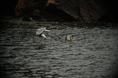 Enlarge photo 213