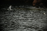 Enlarge photo 214